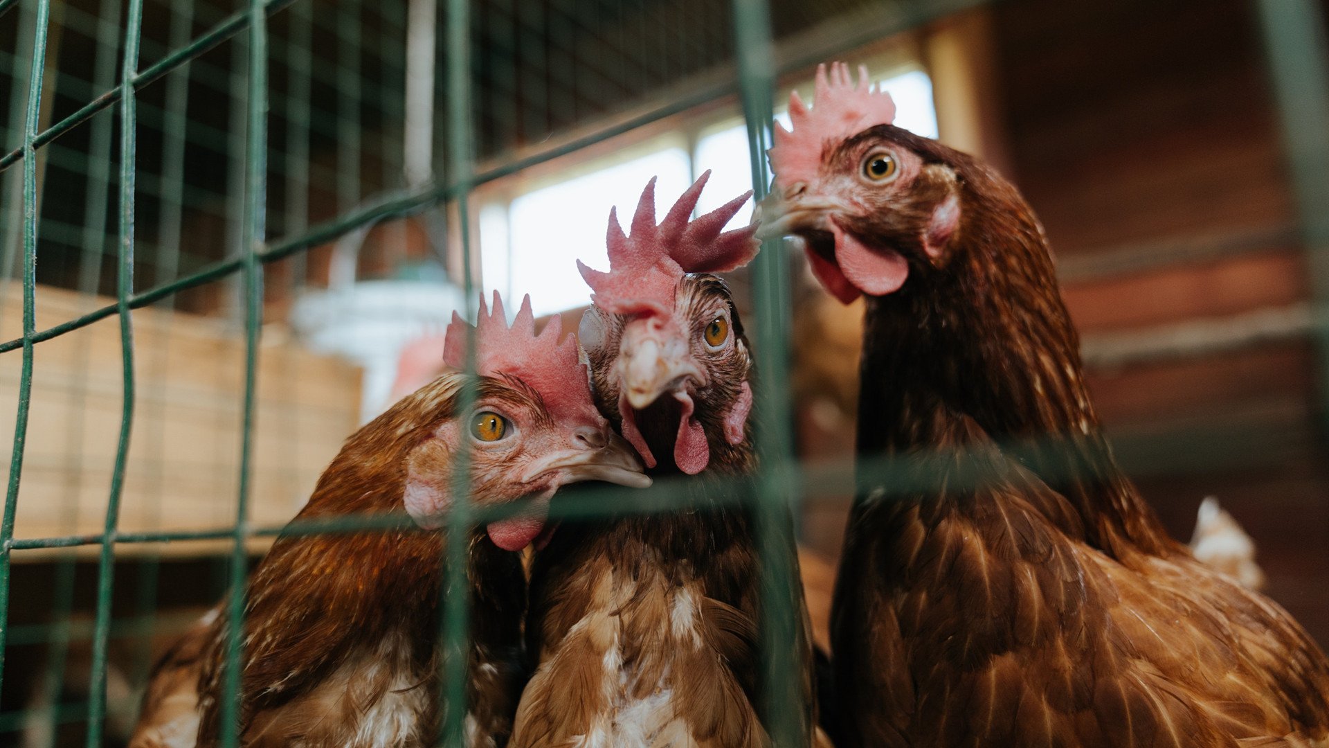 排球洲际赛:突破防线的精彩较量,排球竞赛
