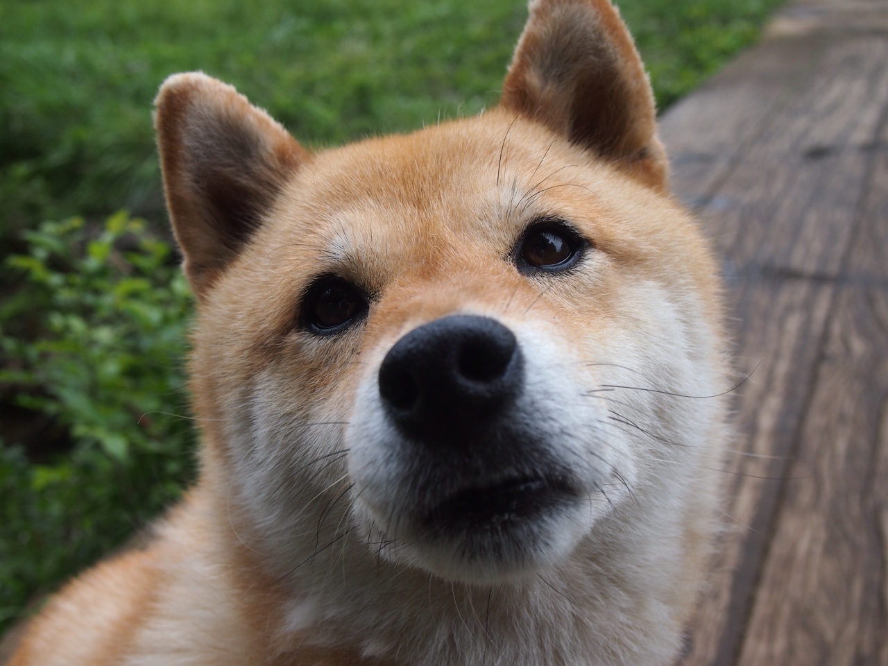 比利时骑手吉尔·托马斯在2024年国际马术联合会障碍赛世界巡回赛中以“Bella”马匹获得个人第六名，表现出色。