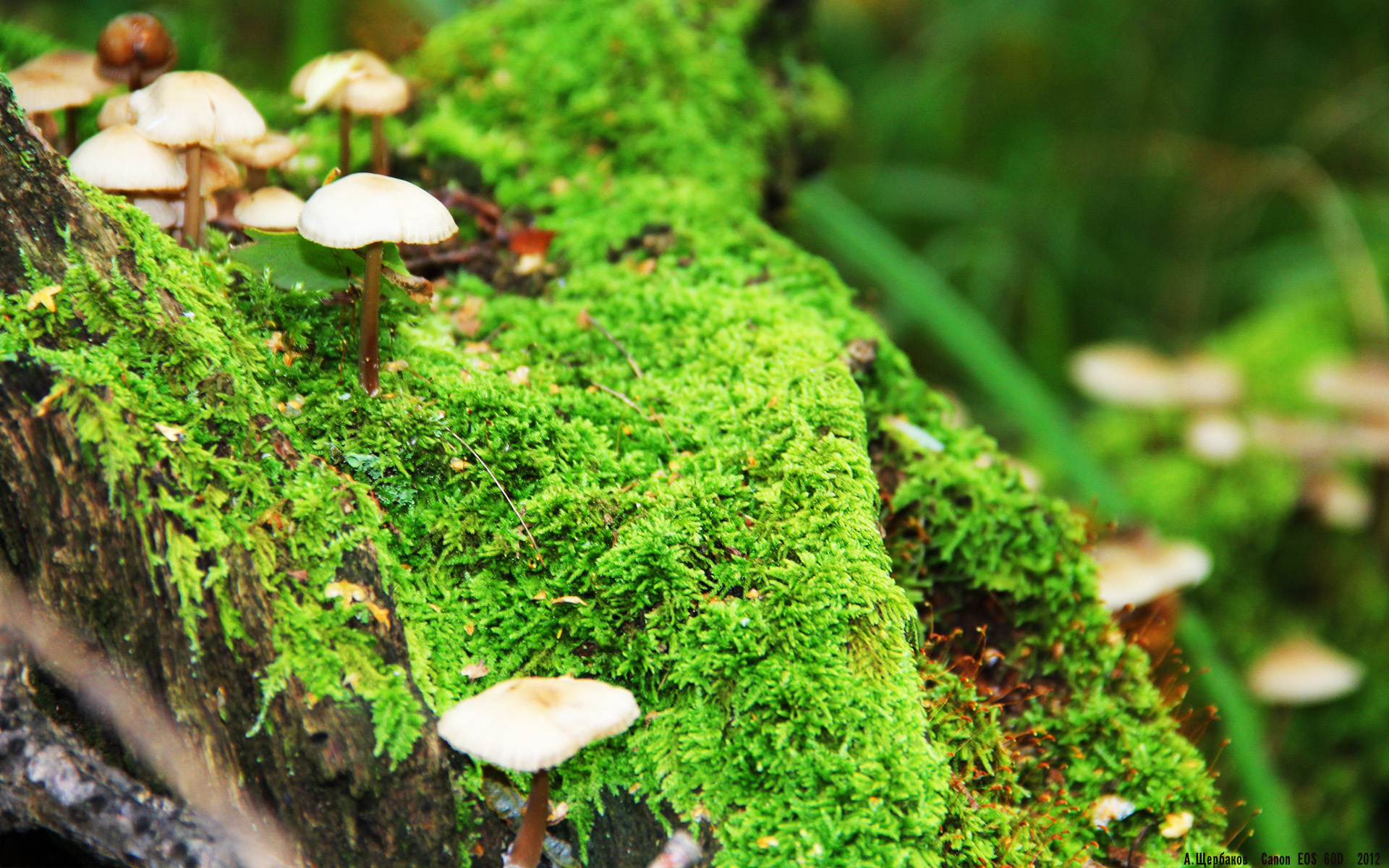 特别日子:赛车历史上的里程碑,赛车特技表演视频