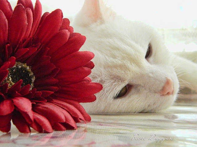 英超官方宣布推广青训基金，扶持年轻球员发展，英超青训怎么算