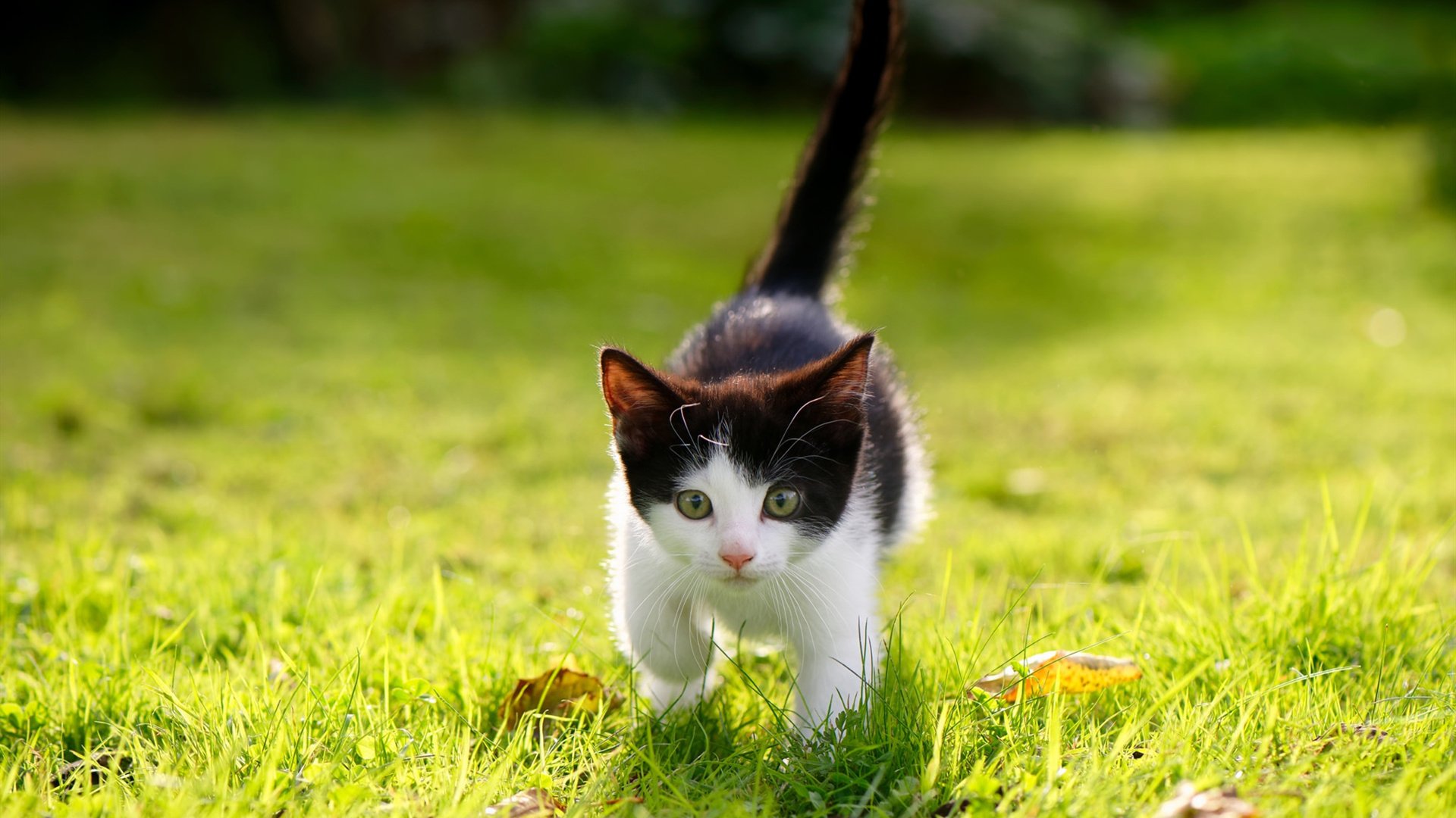 足球界的“绅士风”——礼仪与文化细节,足球礼仪手抄报