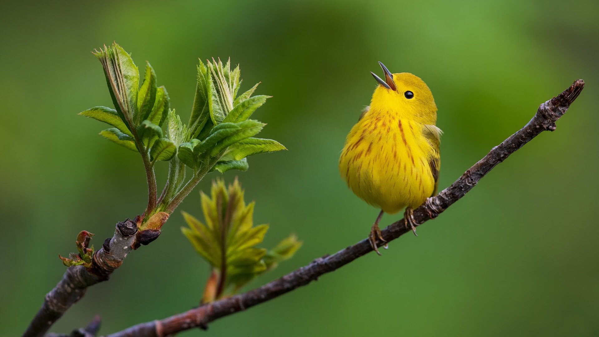 CSKA加强阵容,备战季后赛关键战,cs强队阵容