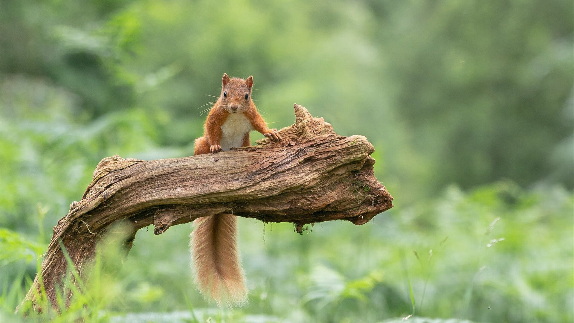 巴萨客场2-0战胜莱万特，继续保持不败纪录，巴萨对阵莱万特