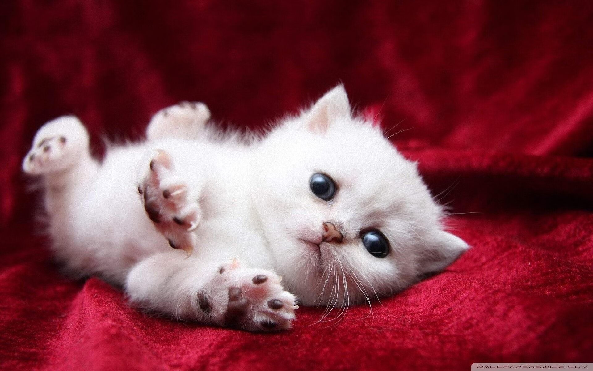 帕尔梅拉斯防守端表现提升，帕尔梅拉斯vs累西