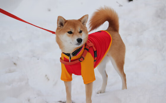 是否应加强青训期球员社交素养训练，青训球员标准