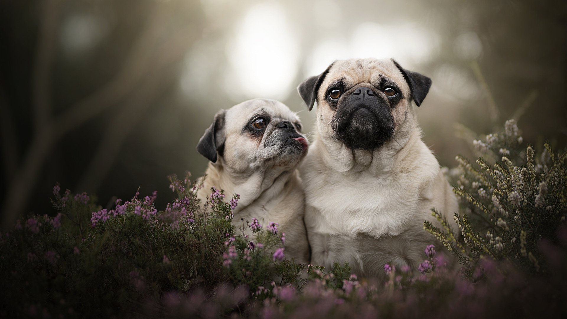 中国篮球运动员专项体能训练方法比较研究，中国人的篮球体能训练秘籍