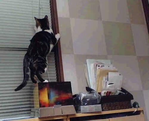 校园体育文化建设策略与实践,校园体育文化建设策略与实践论文