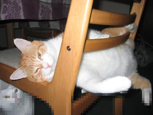 中小学生篮球技能等级考试标准发布，2020年小学生篮球考核标准