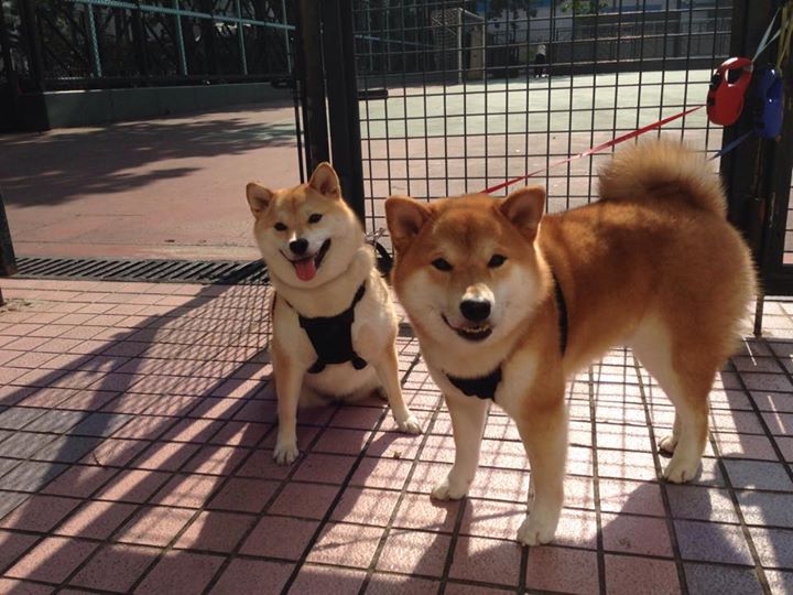 压迫式防守如何制造对手失误,足球比赛压迫式防守特点