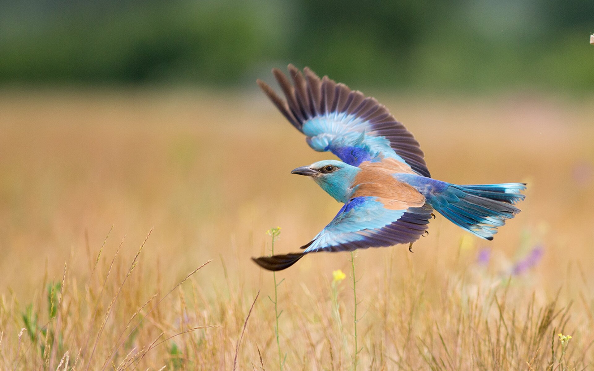 男子中长距离稳步前行，中长距离跑的动作要领