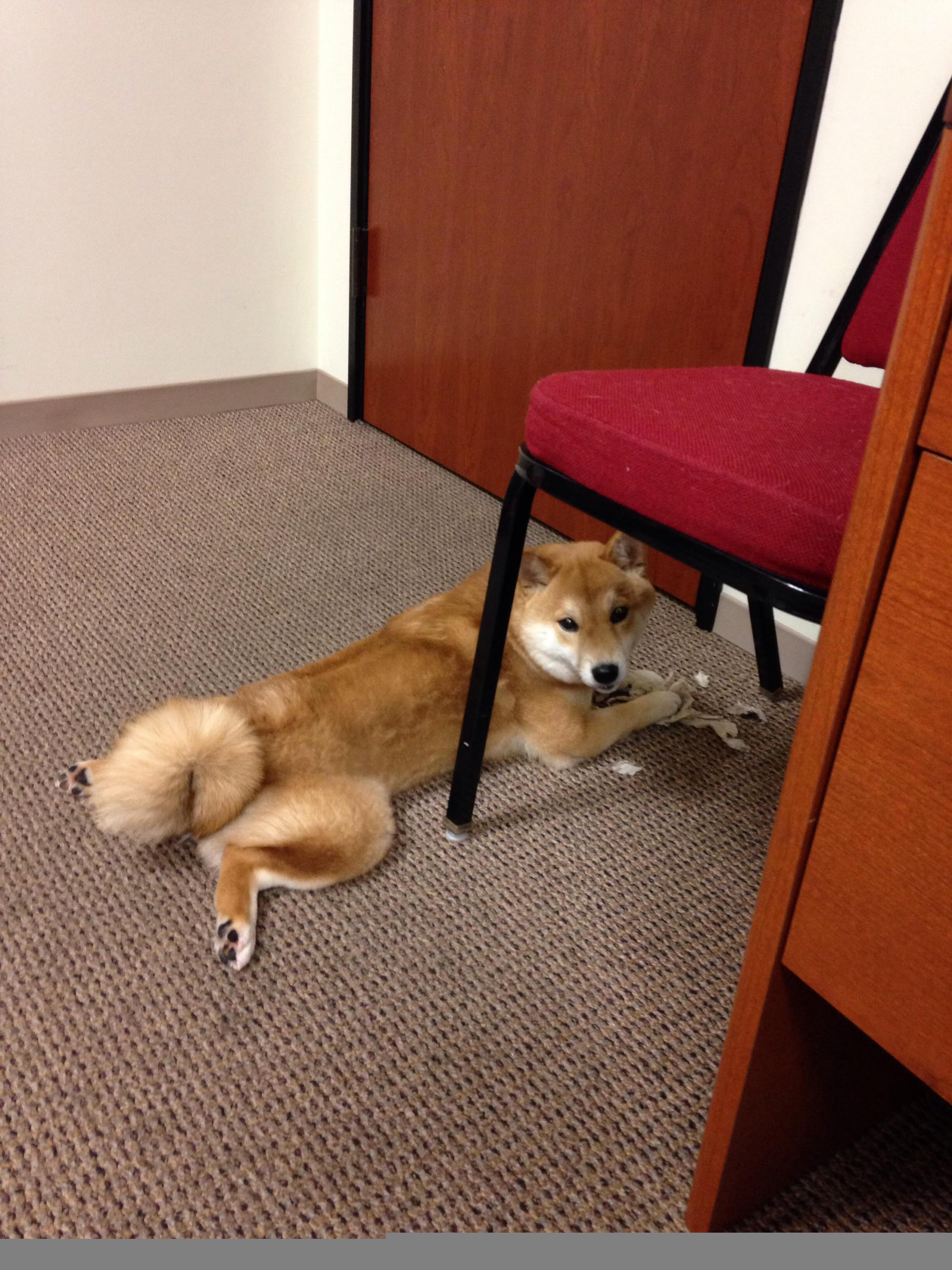 篮球赛事票务定价是否符合受众期待,篮球比赛门票怎么买