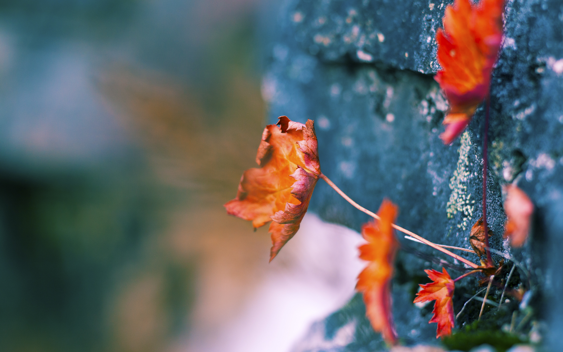 该项目选手技术动作柔和协调