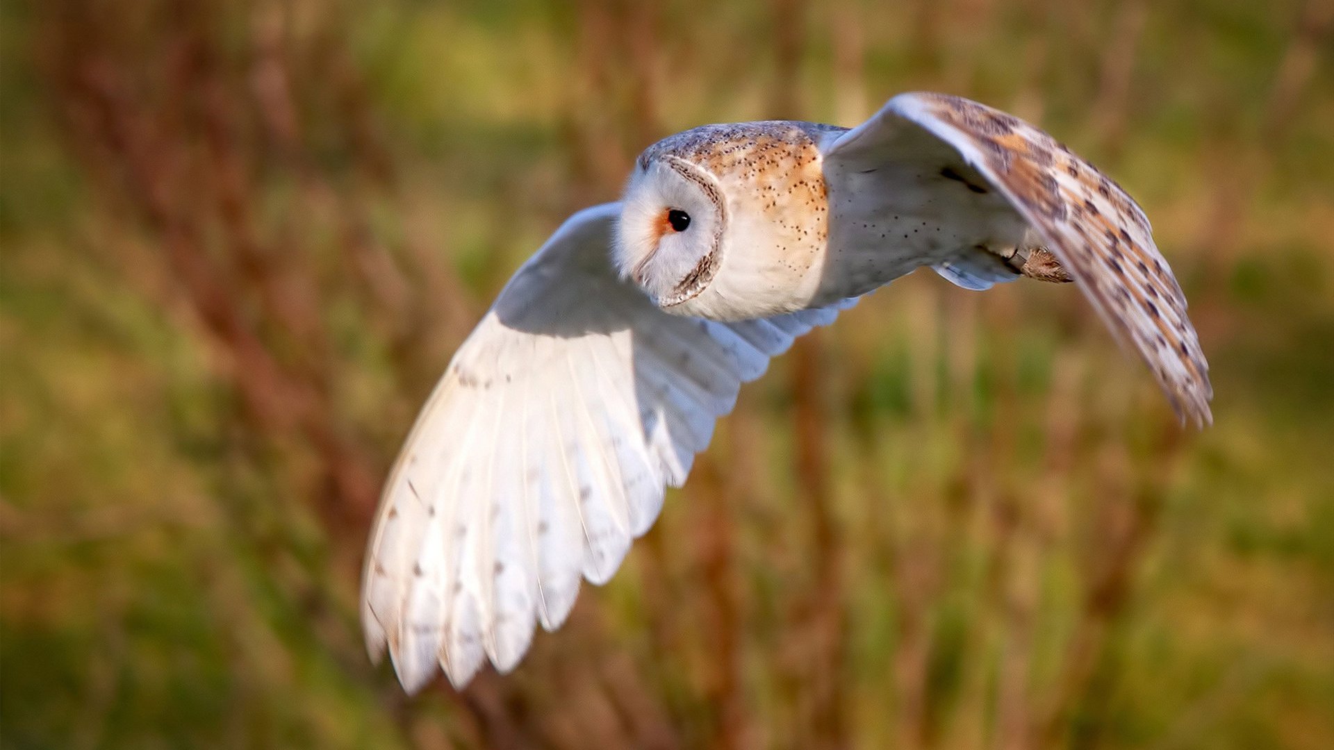 足球战术多样化提升比赛精彩度,足球比赛技战术的运用和分析