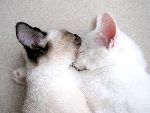 马竞多线作战调整阵容仍保持强势，马竞打法