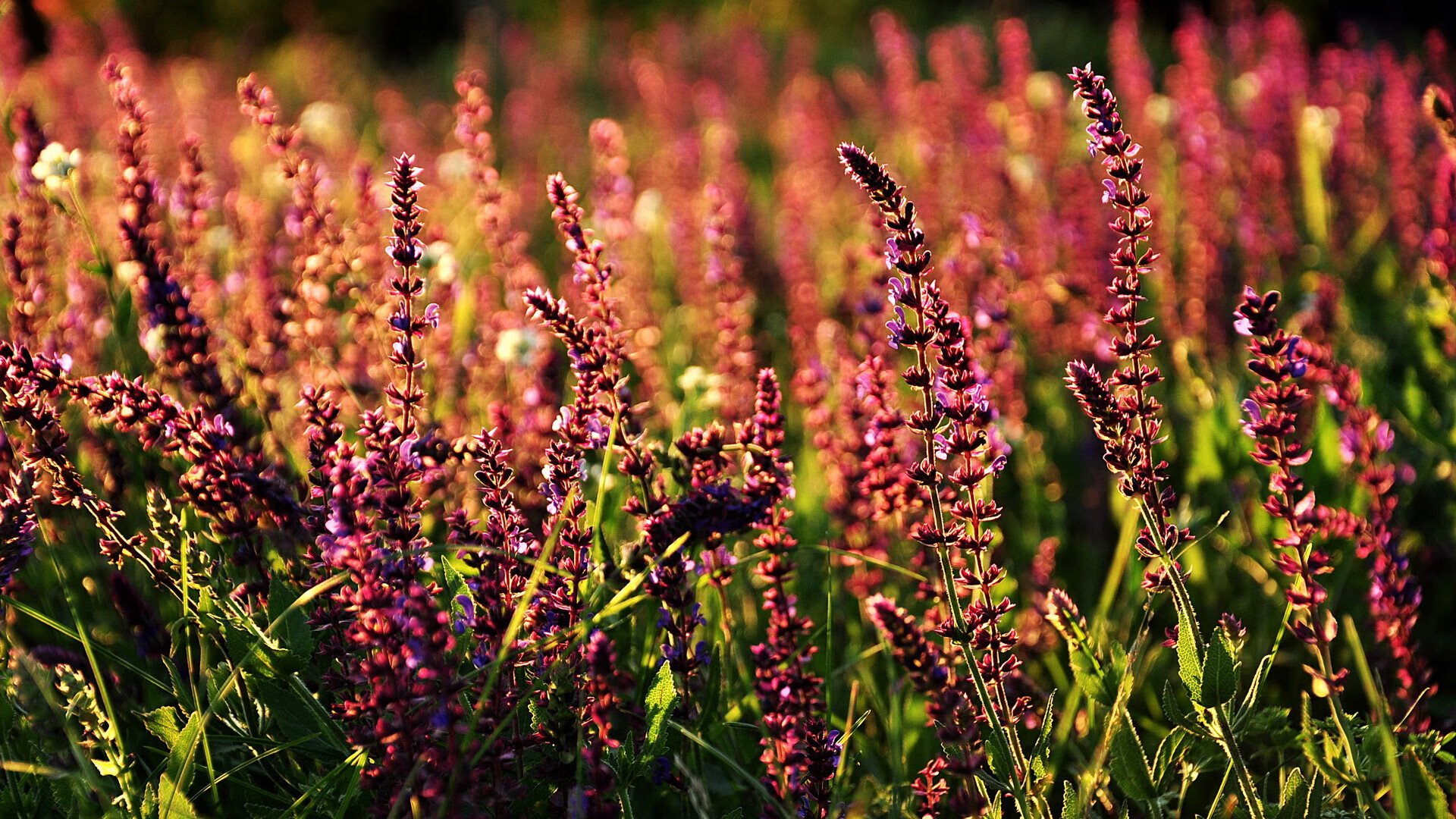 水球防守体系努力突破复杂对抗,水球战术
