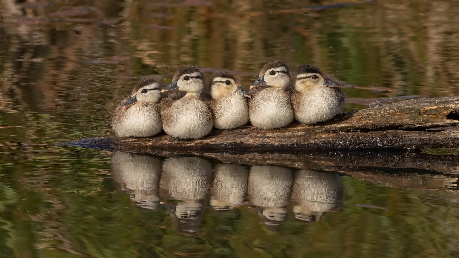 球迷团体联合发声呼吁俱乐部优化观赛服务体验，球赛观众