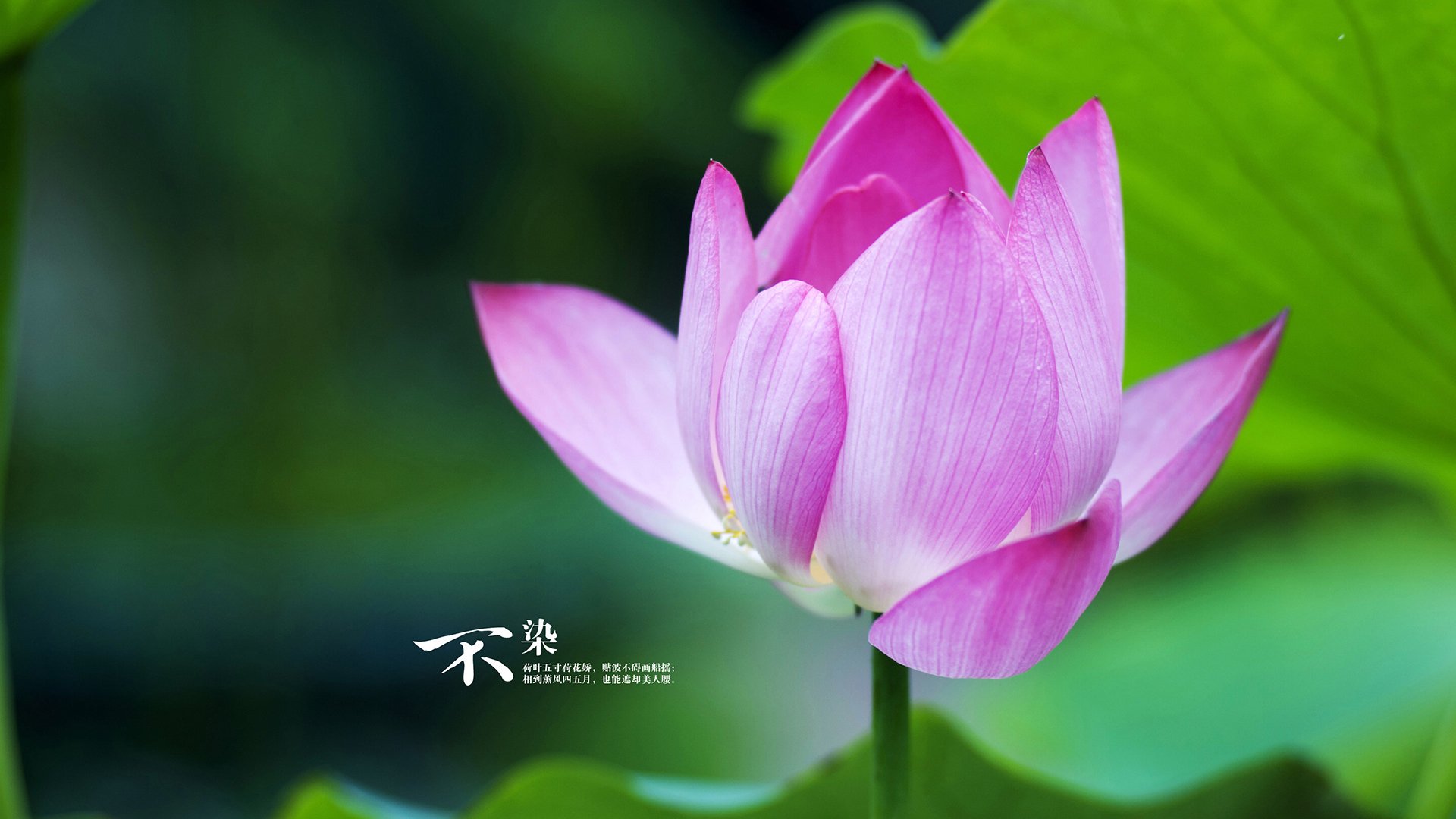 篮网老将接受节目采访回忆生涯高光瞬间，篮网老师